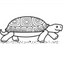 Tortoise